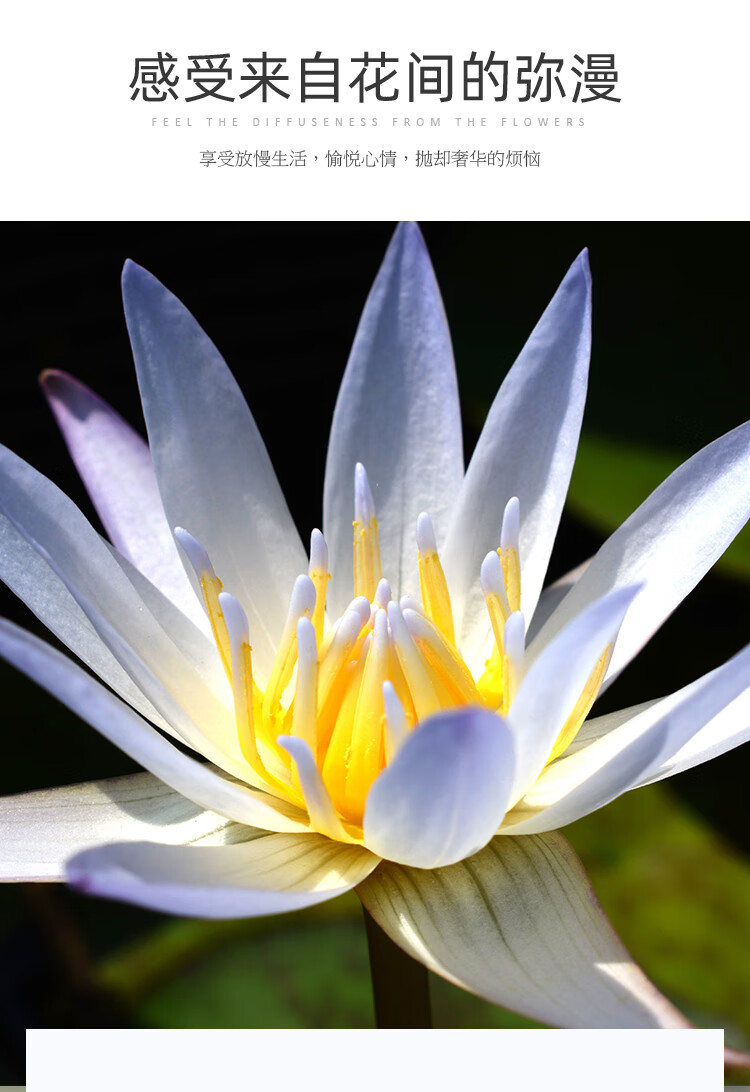 花根苗微型水培植物黑美人小碗睡莲种孑盆栽多贝带花苞霍兰迪亚不含盆