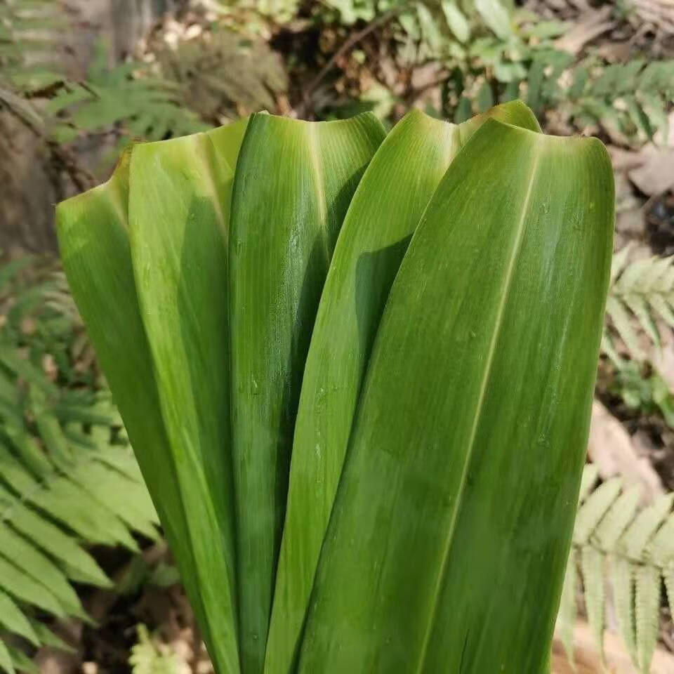 鎏铭 粽叶新鲜特大号广西野生粽叶大肉粽芒叶端午节芦苇叶 新鲜粽子叶