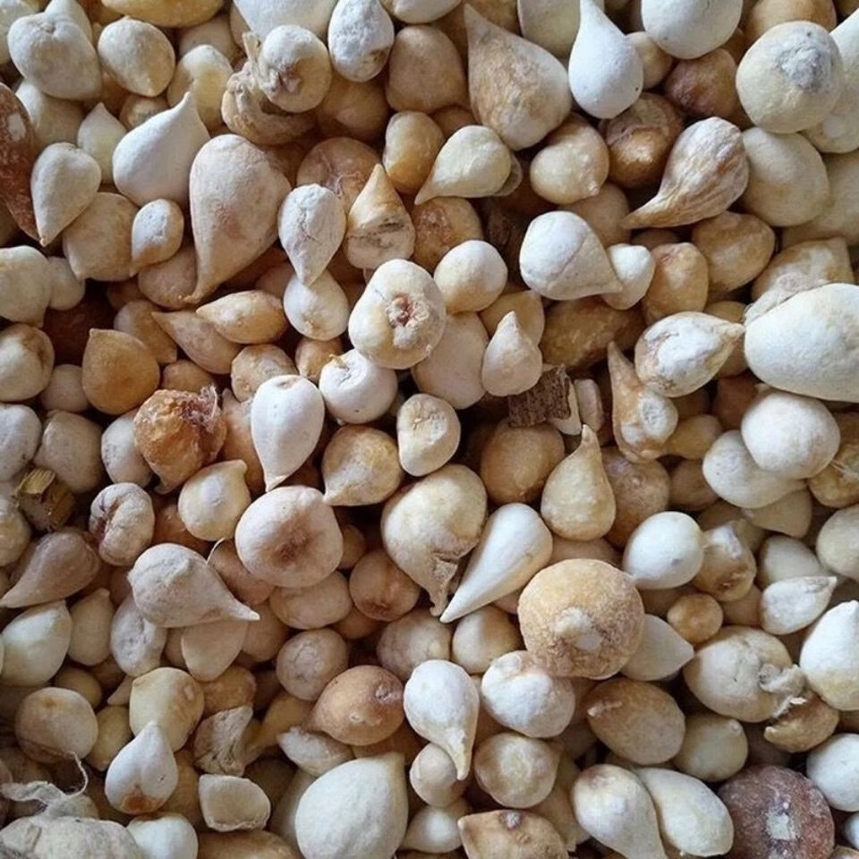 光慈菇 中药材光慈菇 白慈姑 光茨菇 白茨菇 店有山慈菇 100克【图片