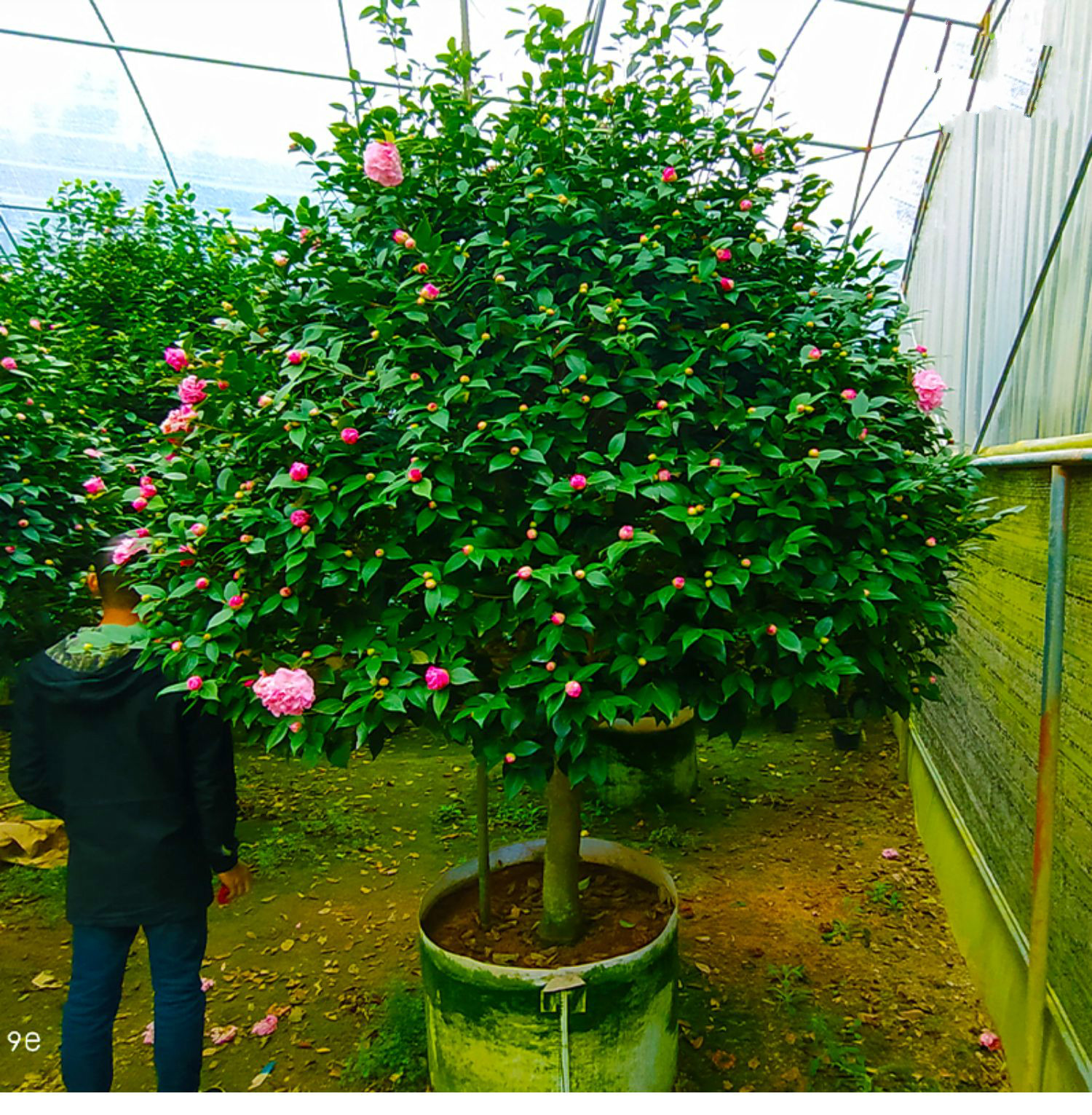 香妃茶花盆栽树苗四季开花庭院植物名贵花苗浓香型烈香千里香花卉室外