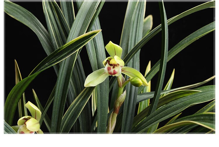 兰花苗春兰金边线艺矮种金彩荷花卉绿植盆栽室内客厅卧室四季植物 4苗