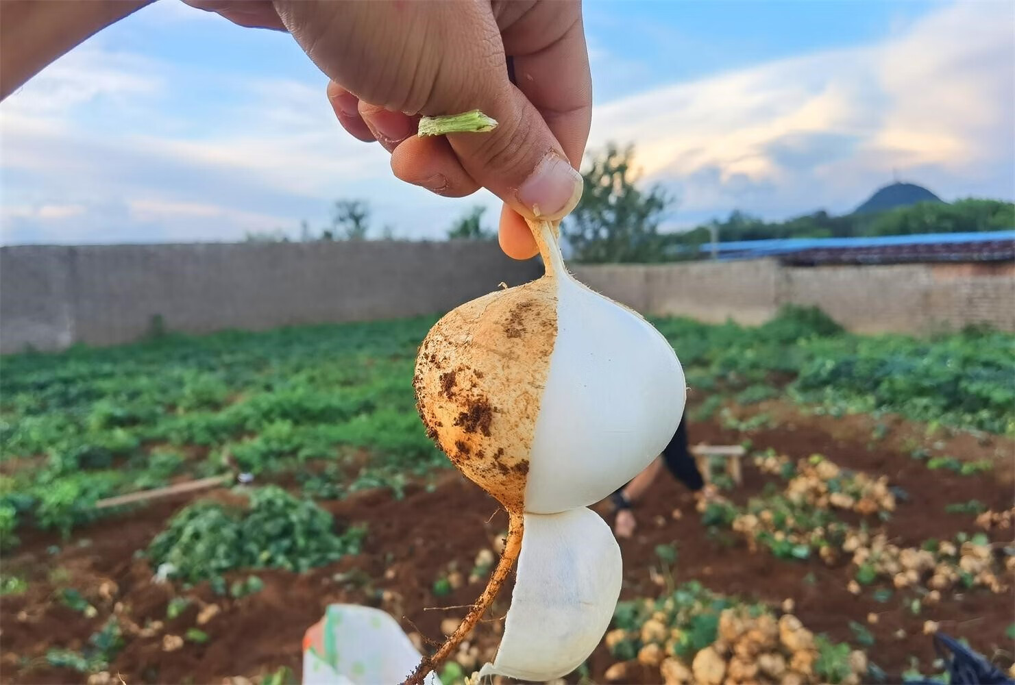 轻恋 贵州安顺地萝卜凉薯地瓜现挖现发新鲜白地瓜土瓜孕妇水果蔬菜当