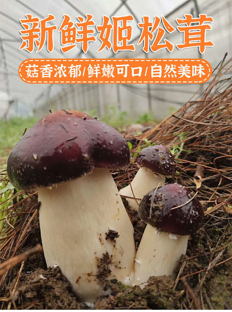 新鲜姬松茸当季食用菌菇松茸菌蘑菇松茸火锅烧烤煲汤食材顺丰 新鲜