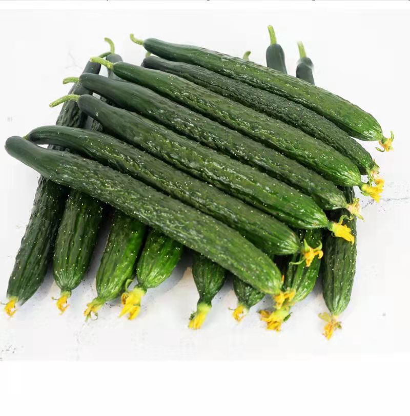 新鲜黄瓜长黄瓜水果味浓现摘现发新鲜减脂蔬菜水果生吃黄瓜批发 5斤