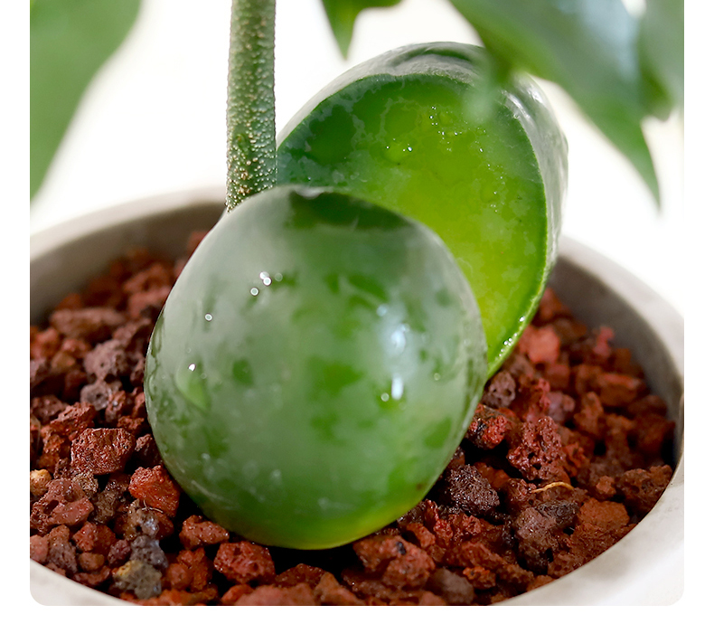 绿元宝树室内花卉盆栽植物发财树办公室桌面新奇绿植好养四季招财元宝