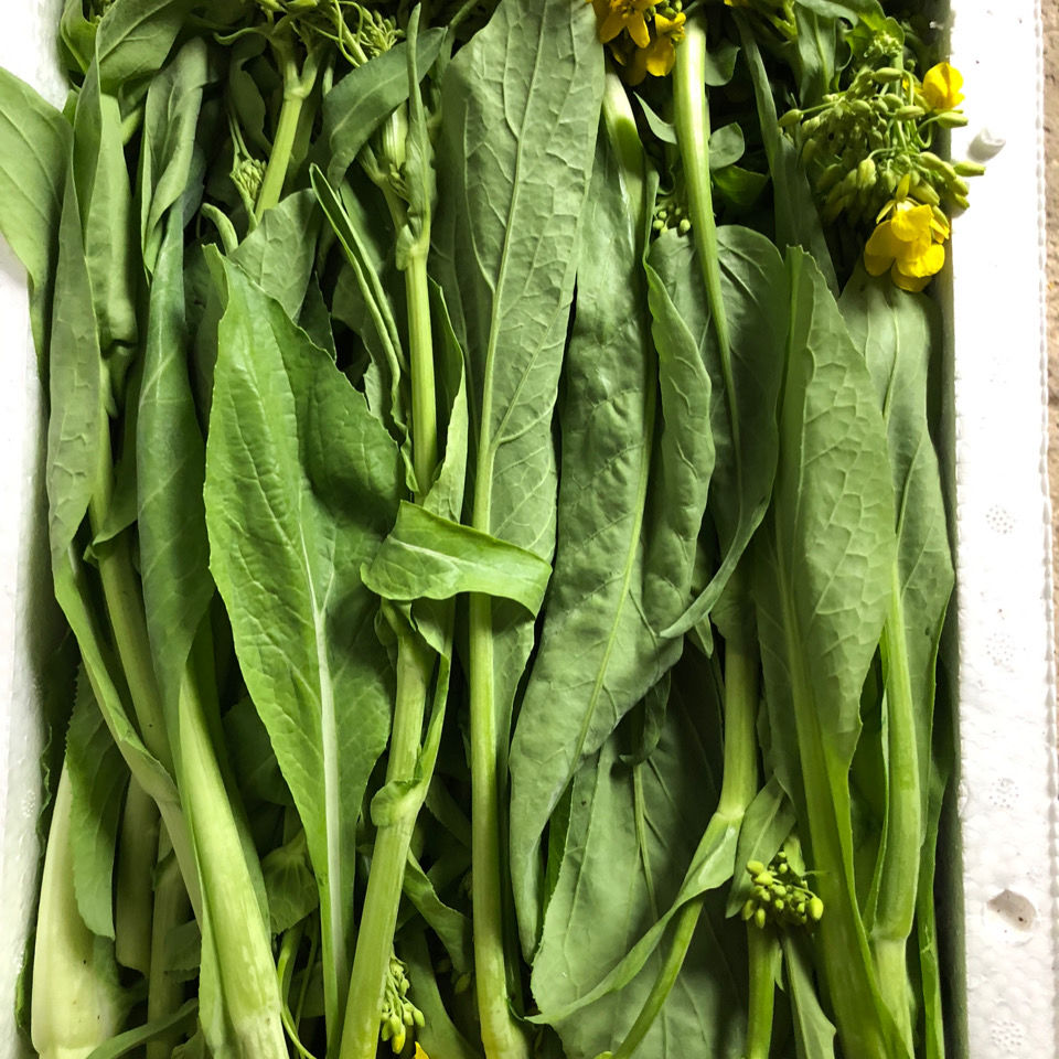 桂林农家嫩菜心露天打霜菜苔新鲜青菜现摘蔬菜毛白菜甜菜花5斤净重