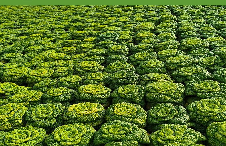 安徽新鲜黄心菜霜冻小白菜黄心乌塌菜菊花心涮火锅蔬菜乌塔菜现挖 3斤