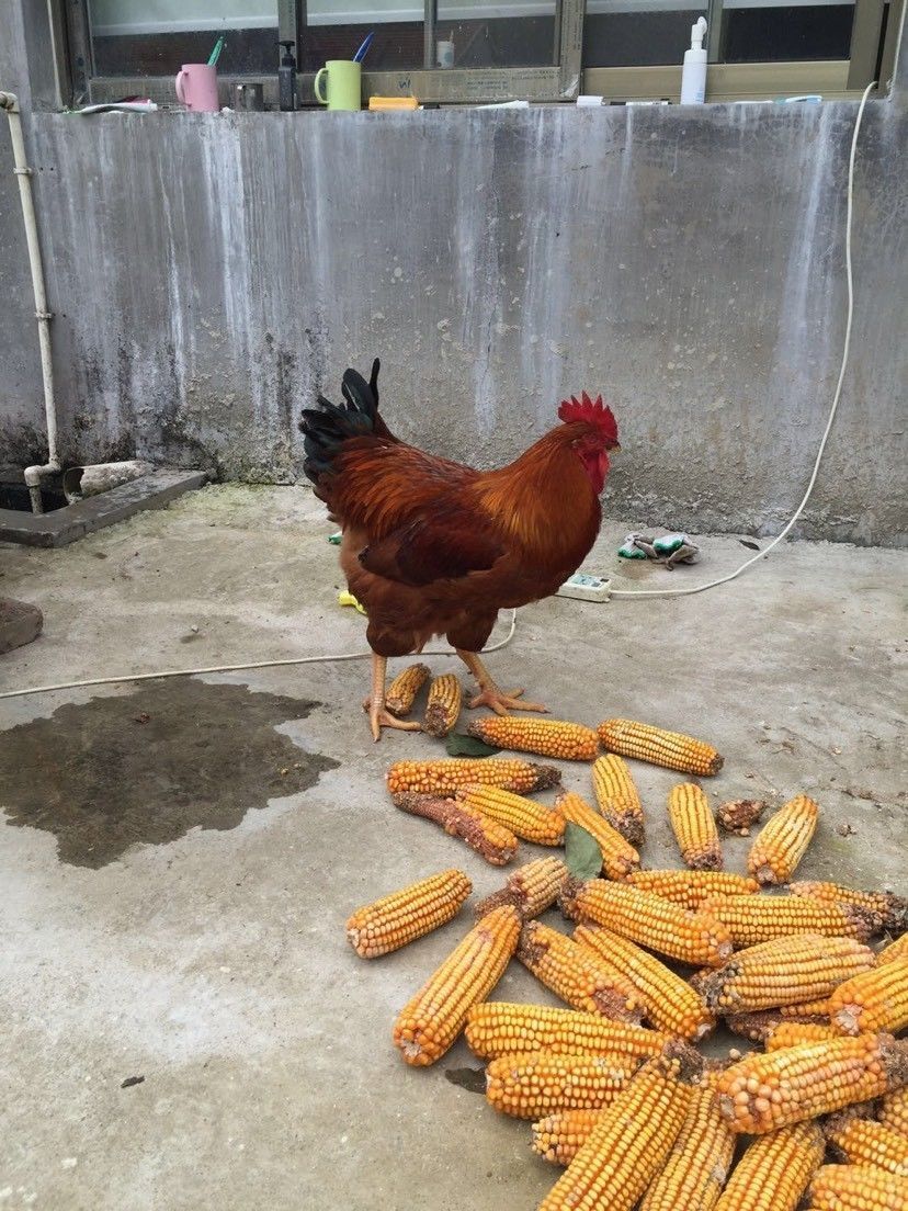 正宗半大九斤红鸡活体幼苗巨型红玉鸡散养一斤大红公鸡脱温小笨鸡