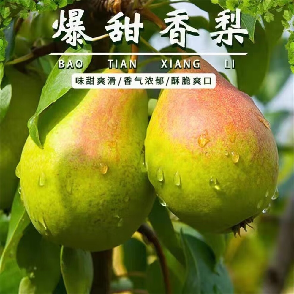 百藓香生鲜红香酥梨香梨新鲜采摘产地直发脆甜应季水果带箱9510斤装大