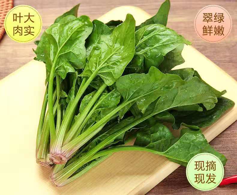 现摘新鲜矮脚小菠菜农家自种红根厚叶菠菜霜冻菠菜火锅蔬菜批发3斤