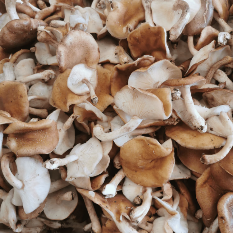 新鲜马桑菌500g野生香菇云南山珍特产深山采摘香樟香信菌空运 1000g