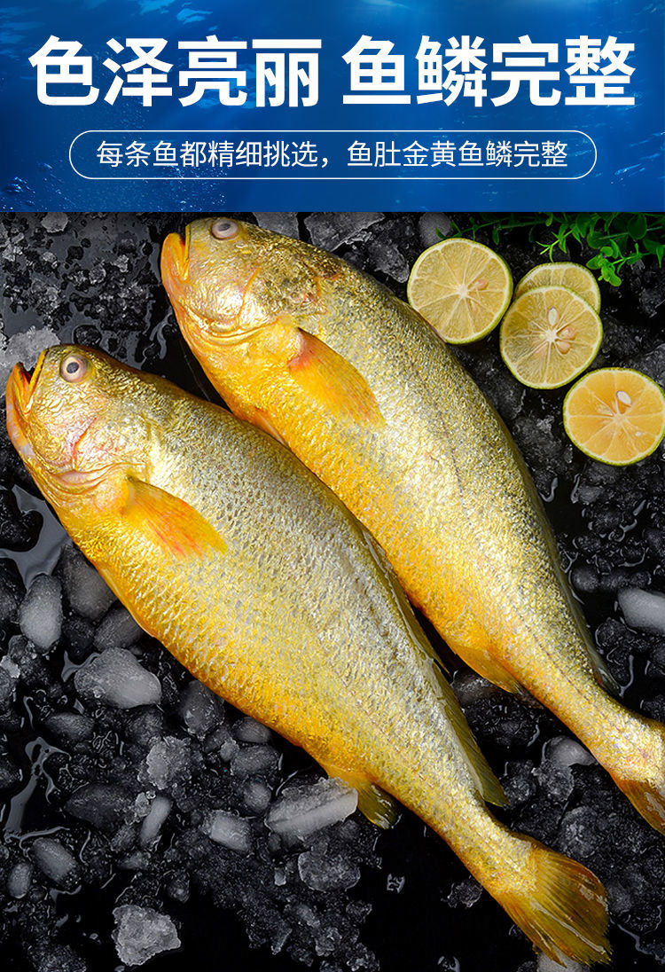 新鲜深海大黄鱼宁德黄花鱼15斤非东海黄鱼现捕现发鲜活冷冻3斤3条