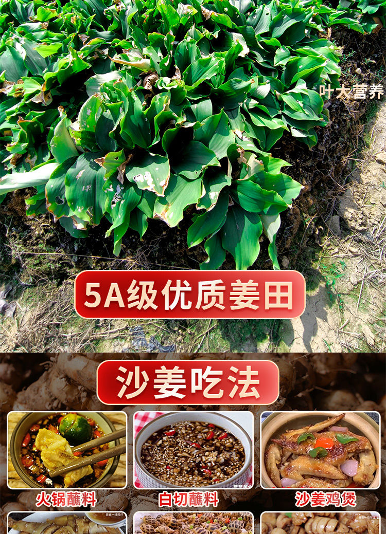 【精选】沙姜新鲜可三奈广东白切鸡种子苗老生姜香料调味配料 半斤