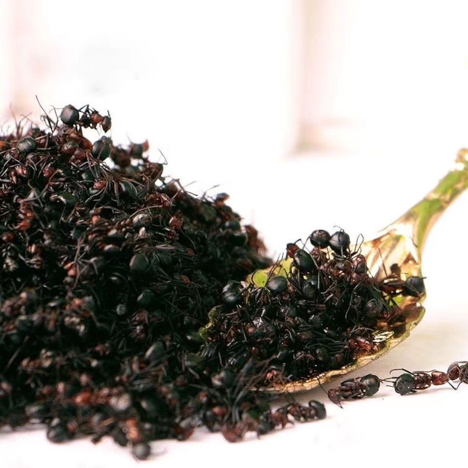 广西大黑蚂蚁干野生拟黑多刺蚁黑蚂蚁可食用泡酒料110g可磨粉 深山黑