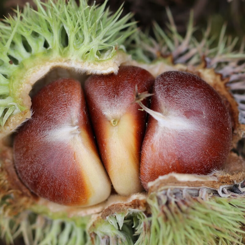 媚调2022新鲜板栗球带刺壳栗包生鲜板栗带外壳白壳嫩板栗毛栗子刺球