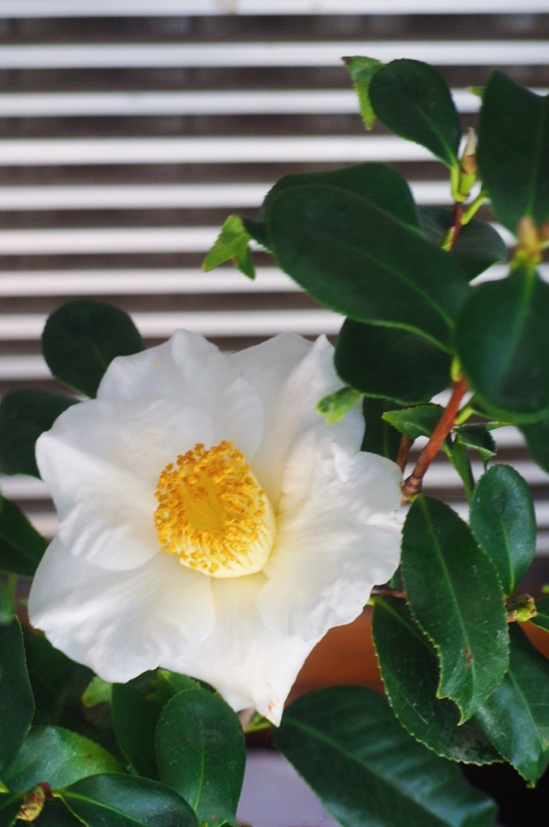 稀有名贵日本鱼尾椿山茶花盆栽四季室内花卉植物带花苞茶花苗树苗四季