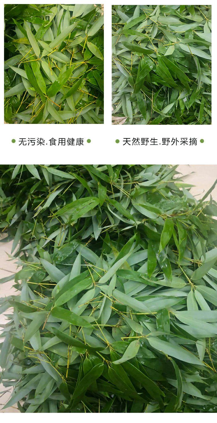 竹子叶新鲜山竹叶现采青卷竹叶茶非淡竹叶中材嫩竹叶凉茶【图片 价格