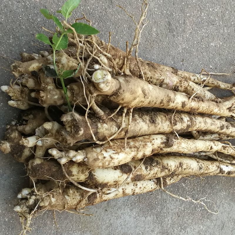有仁堂桔梗赤峰新产现挖5年鲜桔梗500g狗宝咸菜新鲜桔梗干泡菜年货