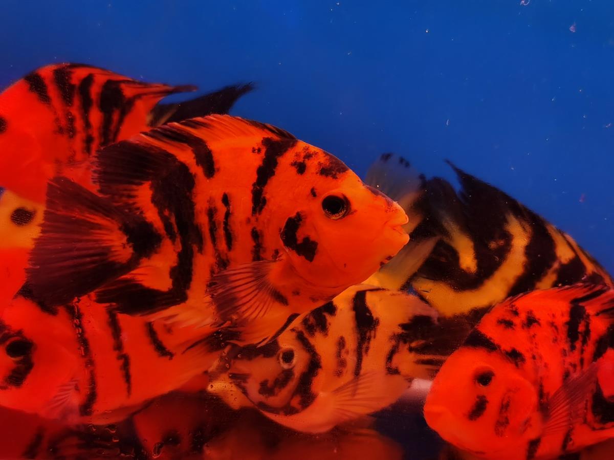 热带观赏鱼淡水鱼发财鱼红白鹦鹉鱼活鱼风水鱼招财黑红黄斑马活体 12