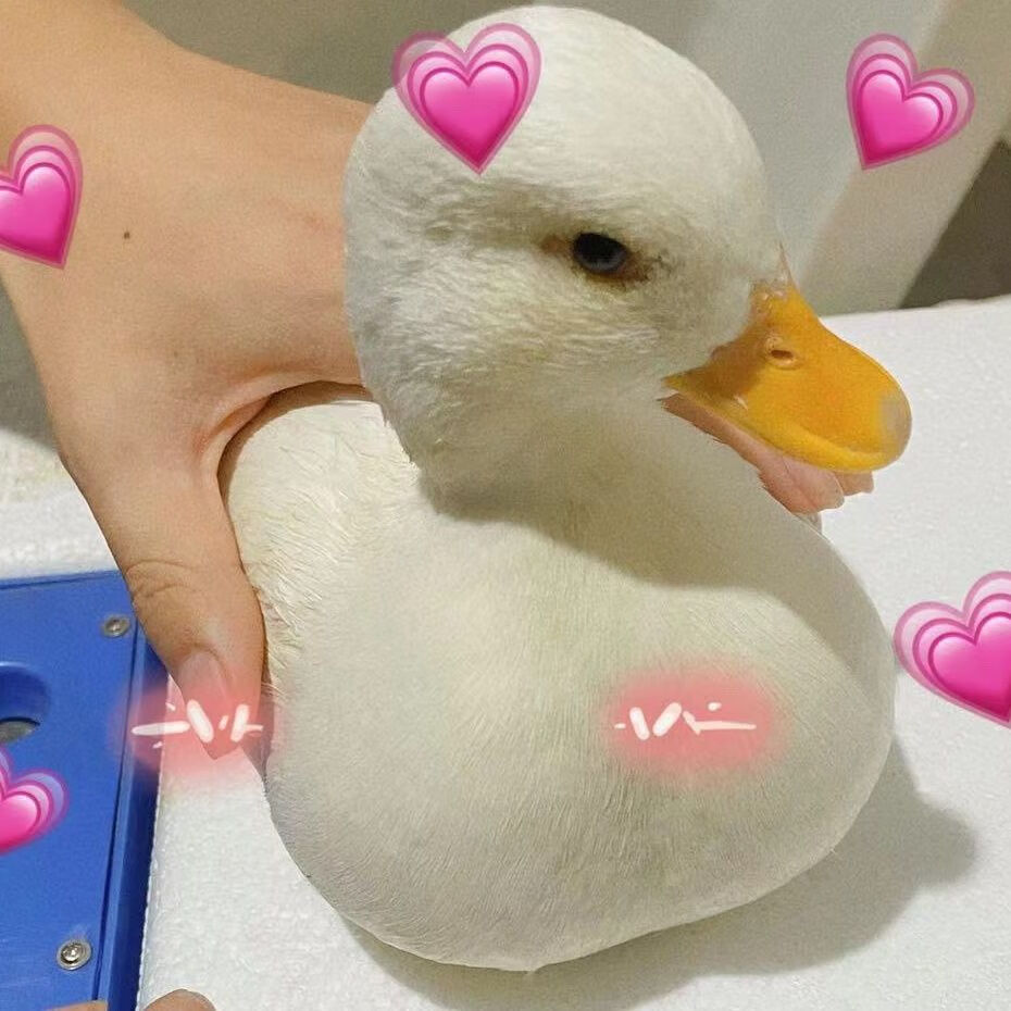 宠物鸭柯尔鸭活物网红鸭子活苗小黄鸭可达鸭科尔鸭幼仔学生好养活