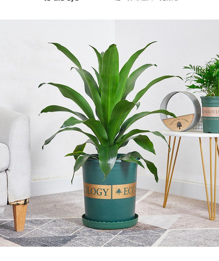 巴西铁盆栽青叶也门铁盆景铁树客厅走廊室内外植物吸常绿花卉 三颗高