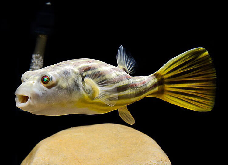 斑马狗头河豚淡水鱼热带鱼气泡鱼刺豚萌宠非洲凶猛宠物观赏鱼 弓斑