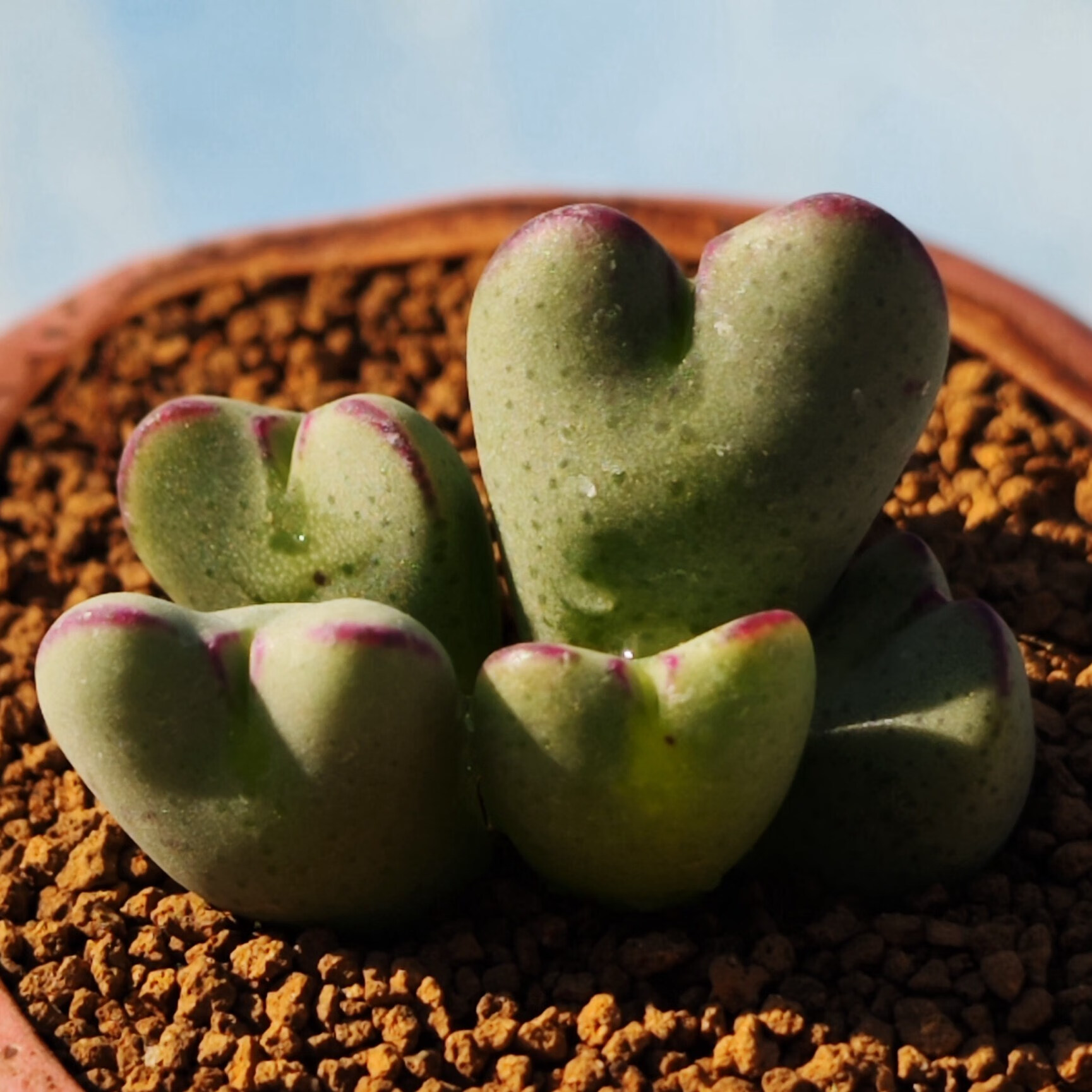 群生肉锥多头少将潮流多肉奇特植物趣味提神花卉室内阳台冬季易养