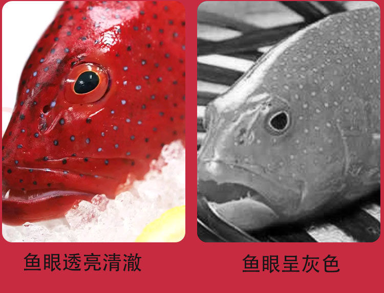 棠鲜生现捕新鲜东星斑石斑鱼燕尾斑深海海鱼瓜子斑海鲜水产红斑超大