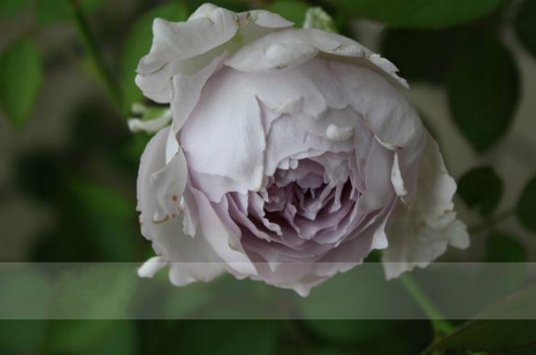 路西法/光之天使 河本天堂系列日月月季浓香勤花四季阳台盆栽植物