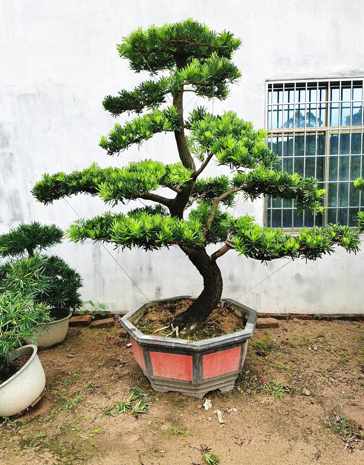 德骊嘉大型罗汉松园艺盆景树桩盆栽植物四季常青绿植庭院台湾金钻迎客