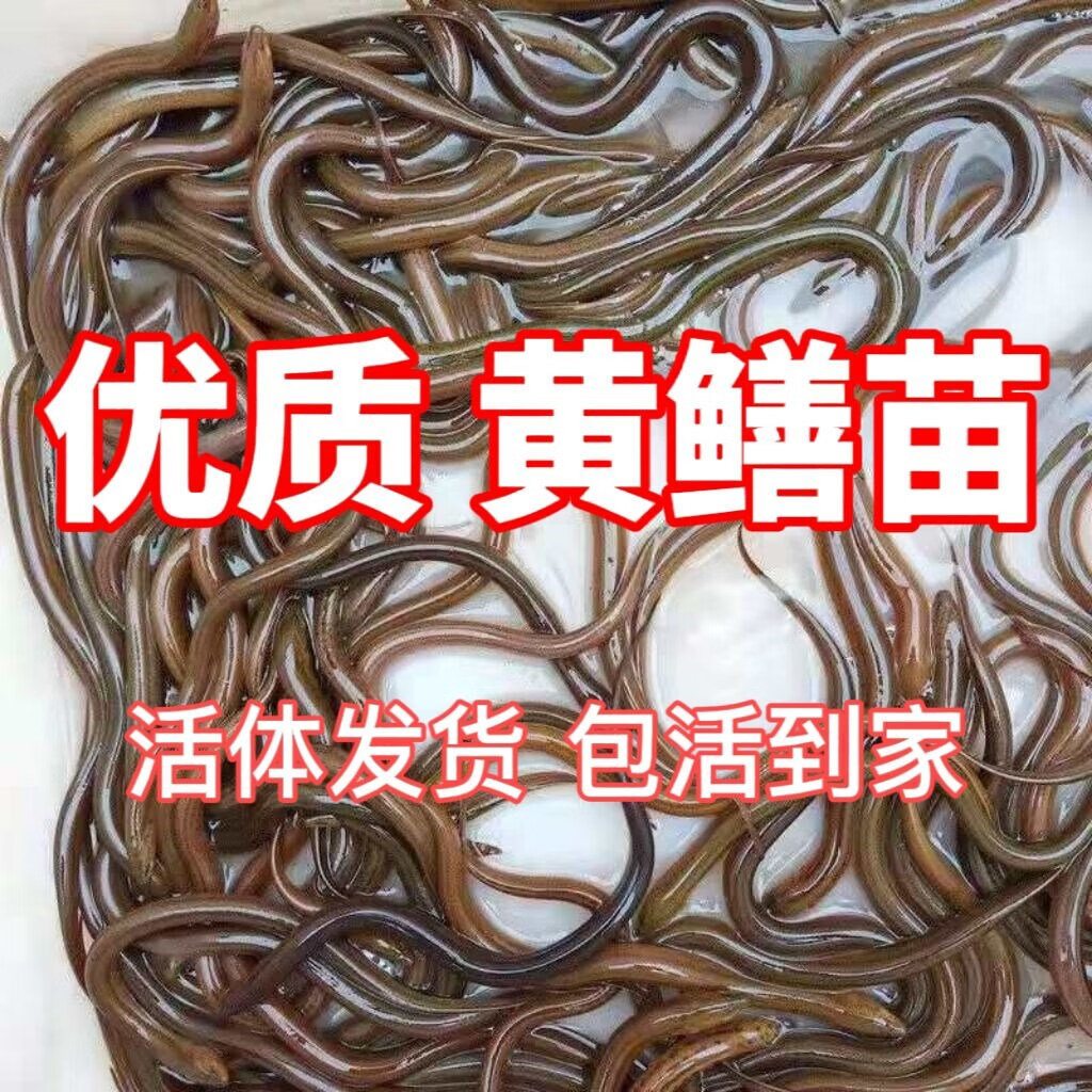 黄鳝苗活体鳝鱼水花苗淡水鱼苗鳝鱼水花苗稻田鳝鱼苗活体包活 黄鳝苗