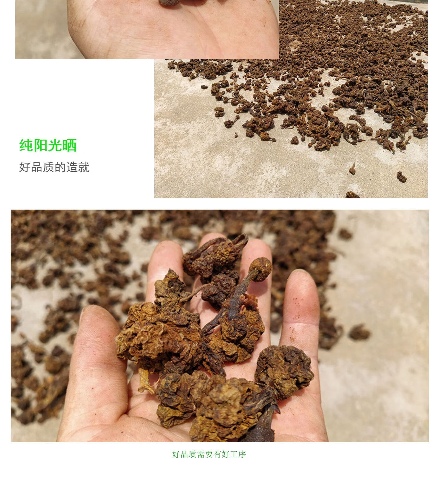 仕联小号正宗深山不出头中药材葛菌丛蓉中草药葛藤菌地重楼石上莲独角