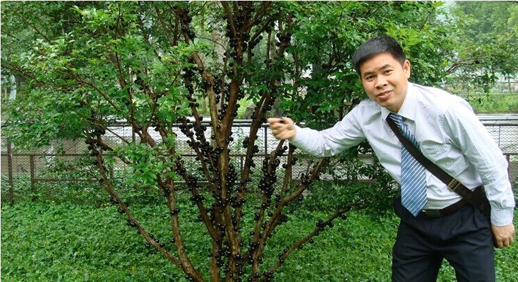 树葡萄种苗价格及图片