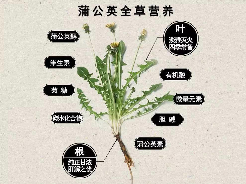 蒲草图片 功效图片