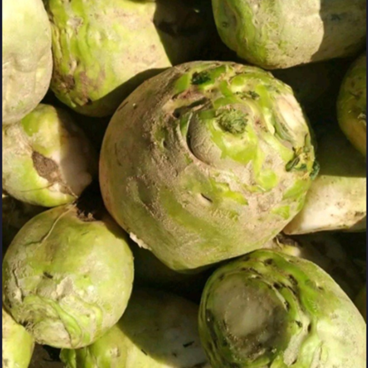 芥菜疙瘩新鲜现挖辣菜疙瘩大头菜农家生疙瘩脆汆咸菜下饭菜芥菜过年