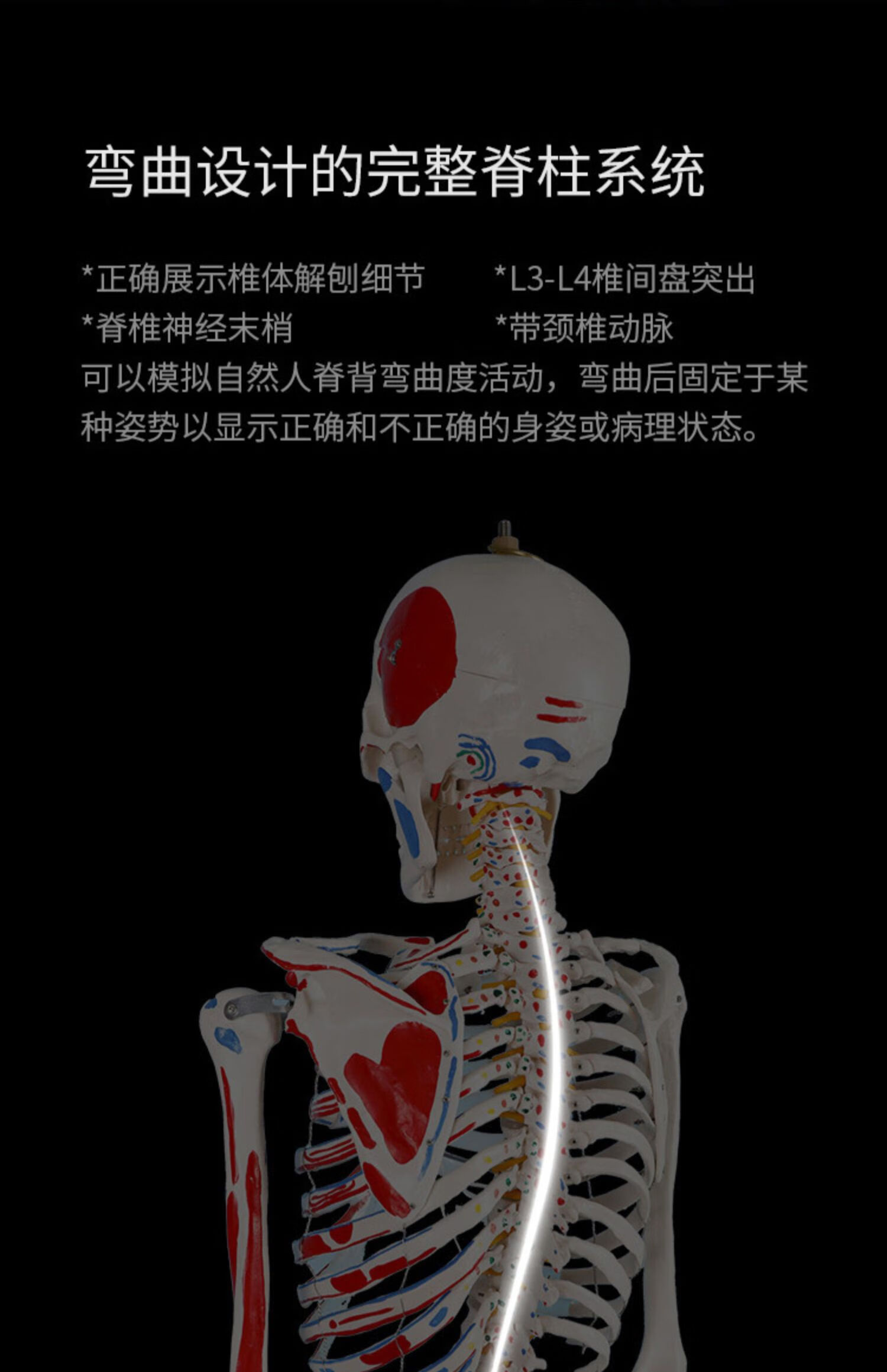 85cm180cm人体骨骼模型骨架可拆卸 人体脊柱模型仿真小白骷髅标本 a