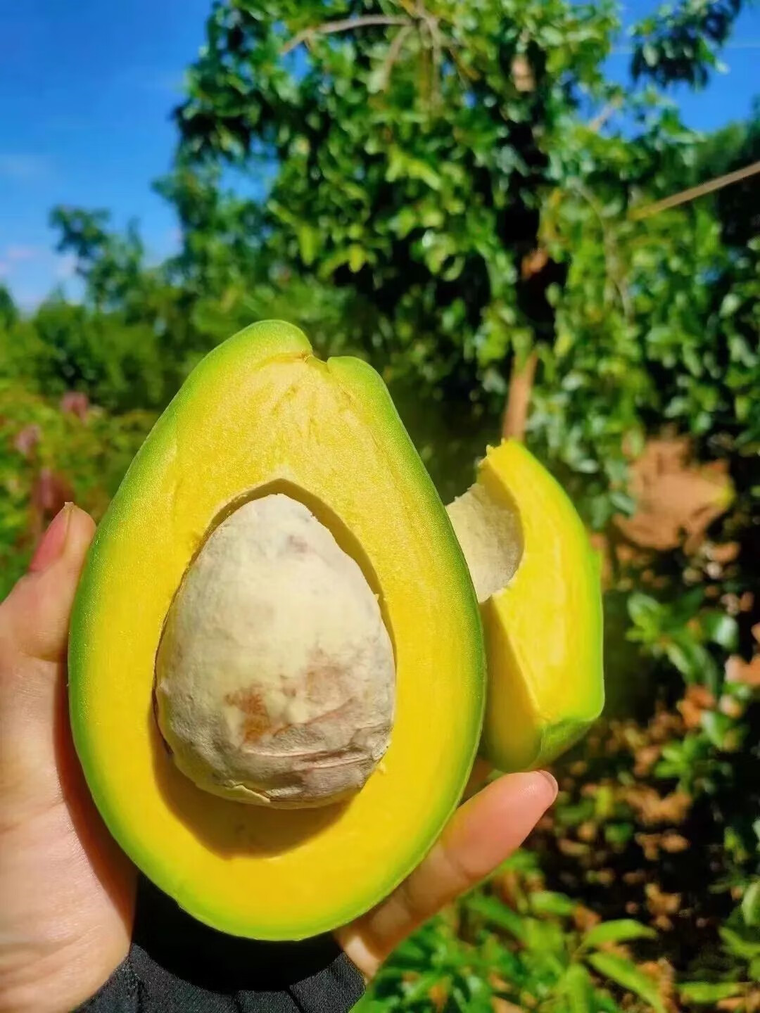 源外园 海南本地白沙牛油果粉糯个大熟度好新鲜国产果园现摘健身顺丰