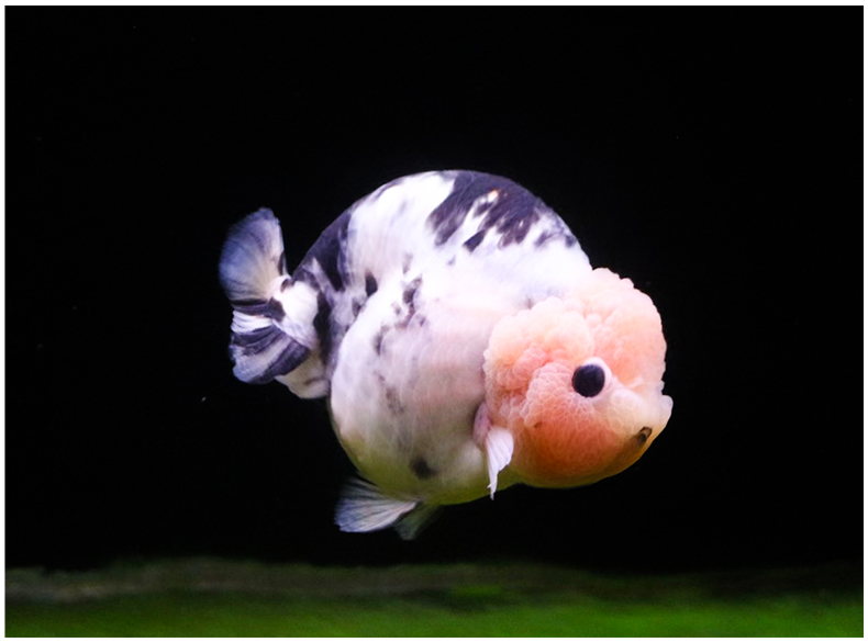 潘式小尾兰寿金鱼活体精品奶牛活鱼观赏鱼冷水小中型鱼苗好养耐活 6-7