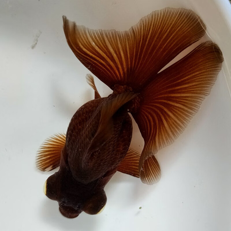 【熊猫蝶尾金鱼包活】精品熊猫碟尾金鱼红白包金活体冷水鱼观赏鱼