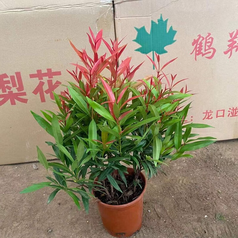 红车树红鳞蒲桃花卉盆栽四季常青水培土培室内盆栽桌摆阳台客厅红车