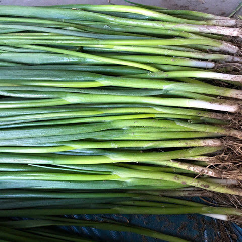 东北新鲜蔬菜小葱农家种植小葱蘸酱生吃小葱500g