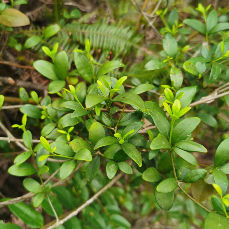 北京同仁堂原料 天然野生穿根藤500克 小春根藤崧根藤伸筋藤中药材新