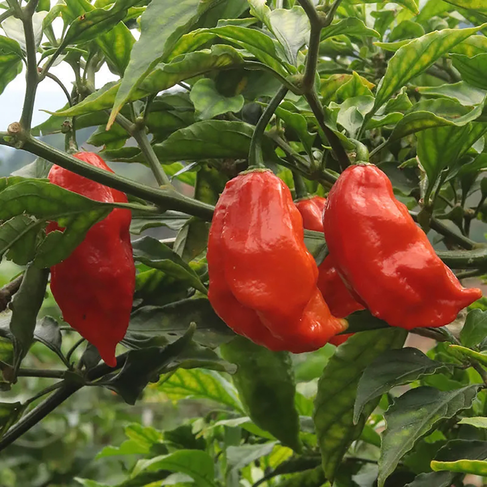 新鲜采摘辣椒 涮涮辣 特辣魔鬼辣椒 250克【图片 价格 品牌 报价】