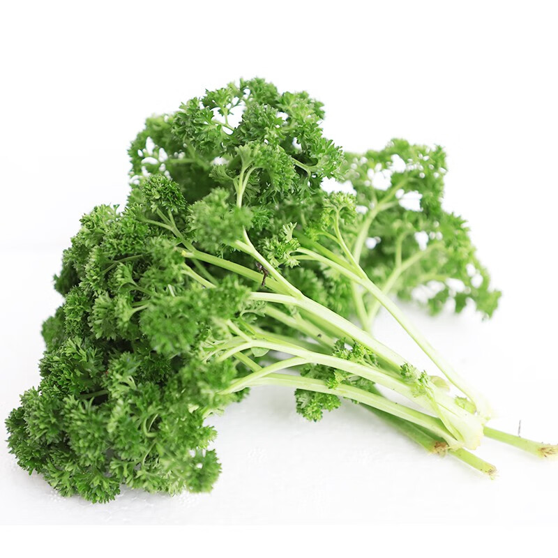 新鲜荷兰芹123斤西餐火锅装饰摆盘花草蔬菜法国香菜欧芹芫荽2斤