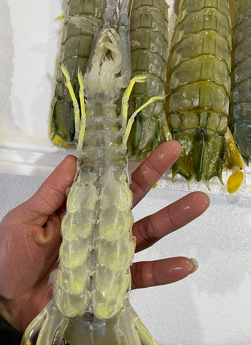 冠季 泰国超大皮皮虾 特大濑尿虾 富贵虾 大虾特大鲜活速冻冷冻水产活