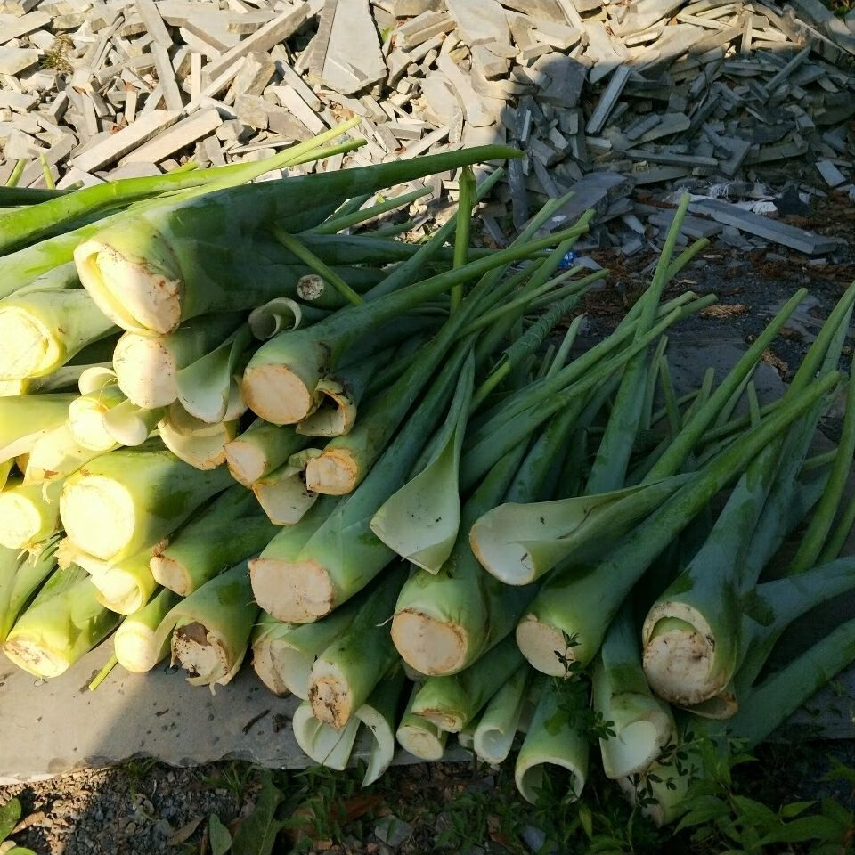 煮魚煮鴨廣菜新鮮現摘廣菜牛癟廣菜芋蒙芋荷菜帶根盆栽廣菜苗5顆煮魚