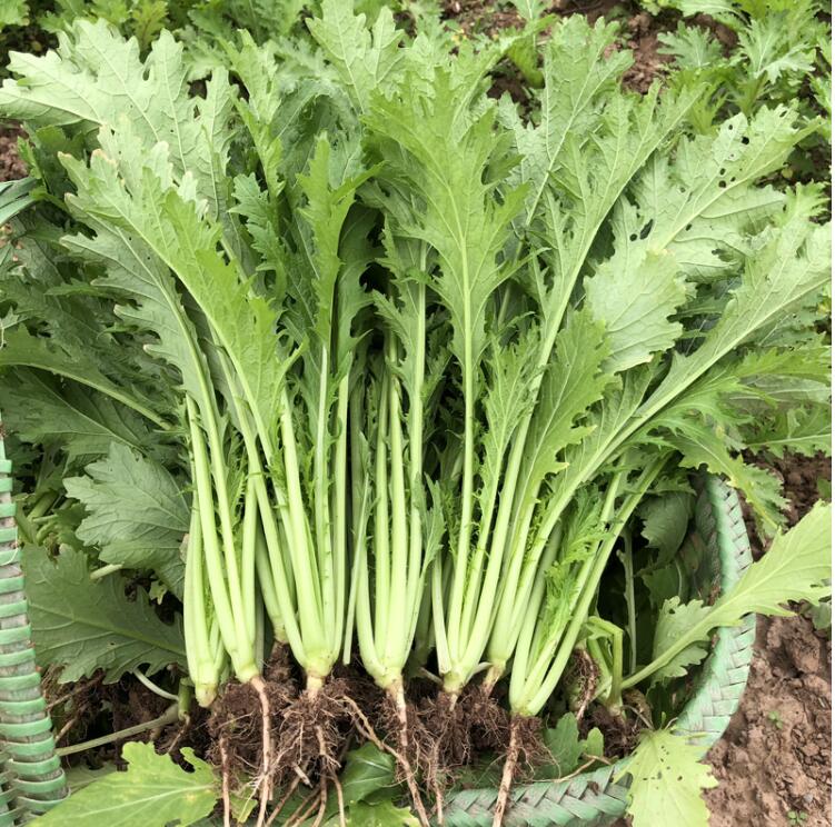 现货雪里蕻新鲜雪里红雪菜农家蔬菜可腌制咸菜5斤