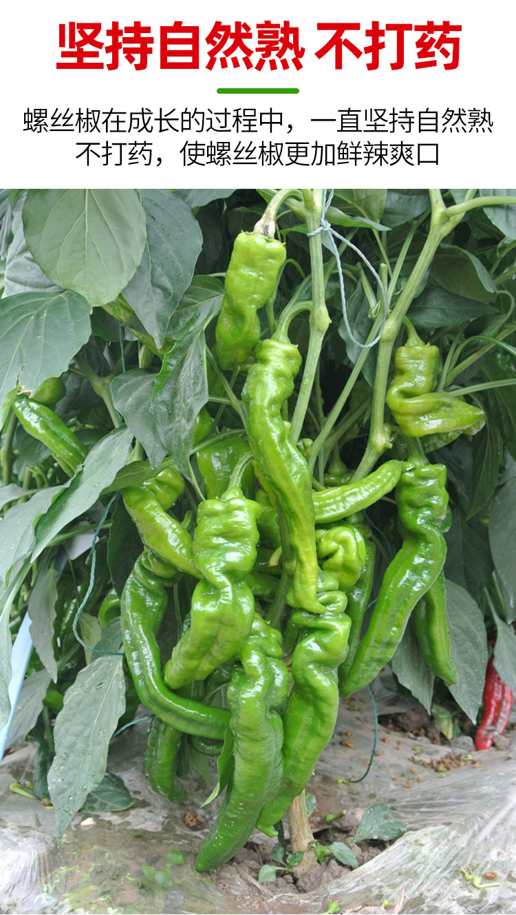 果】新鲜辣椒螺丝椒薄皮辣椒超辣特辣小皱皮辣椒现摘蔬菜山东枣庄辣椒