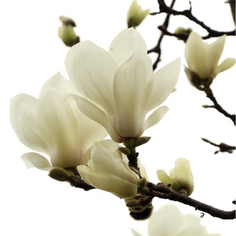 绿化植物大花红玉兰黄玉兰紫玉兰白玉兰四季种 粉美人玉兰【2公分粗】