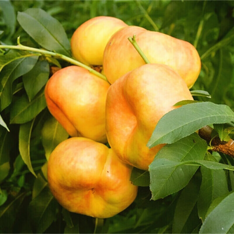 正宗中油蟠7号桃苗新品种黄肉油蟠桃苗嫁接桃苗黄金油蟠桃苗苏炫2年苗